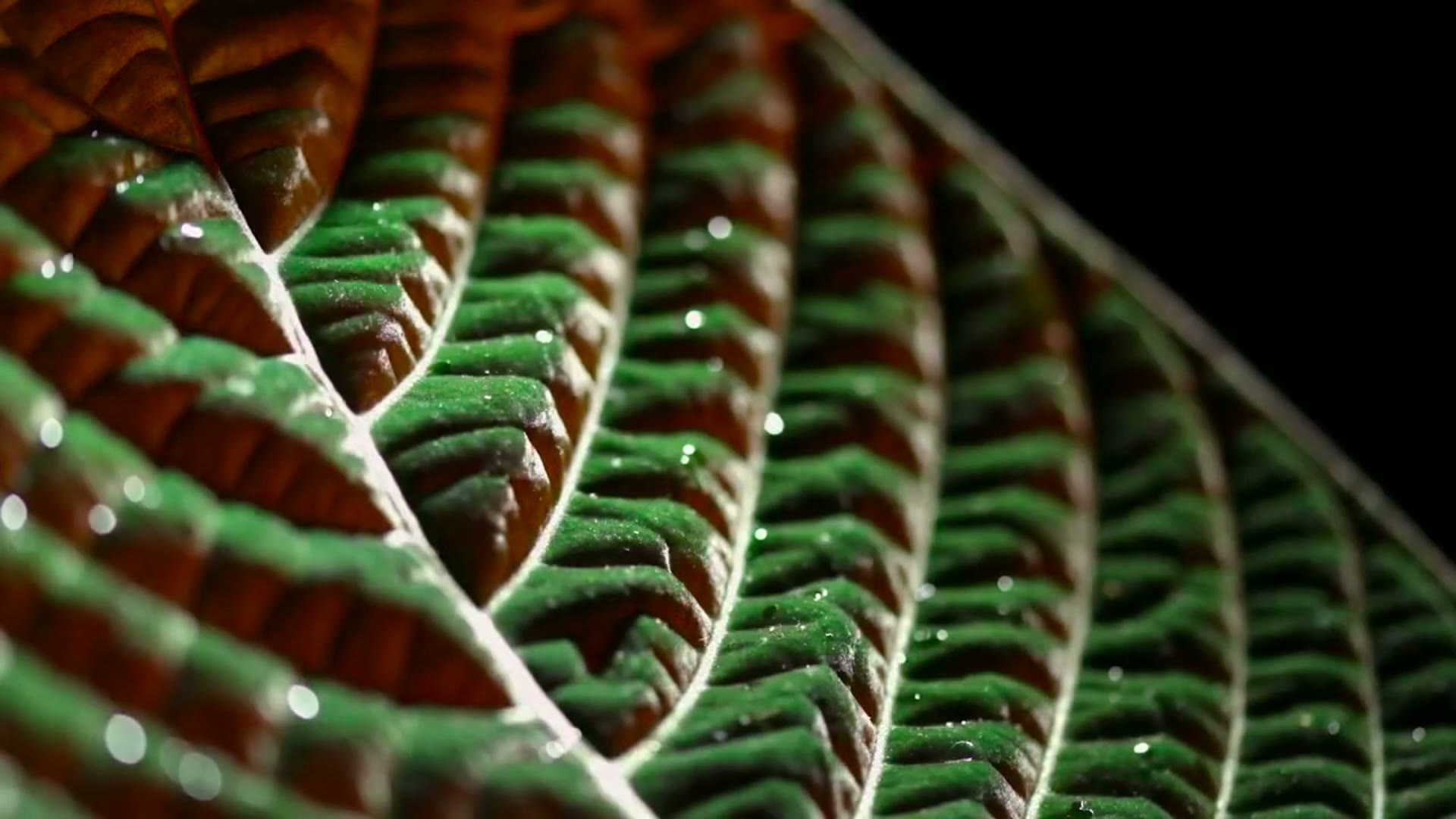 D-Planet — Green Innovation
